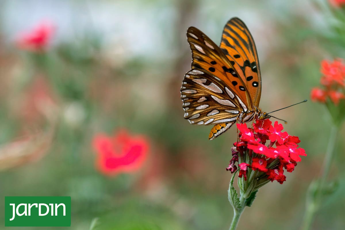Espejitos libando de las flores de Glandularia peruviana