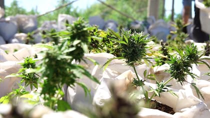 Esperan que el cultivo genere un impacto en la Patagonia para la construcción