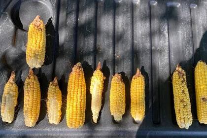 Espigas desparejas por el efecto de la sequía en el sur de Santa Fe. Zona Fuentes, Casilda y alrededores