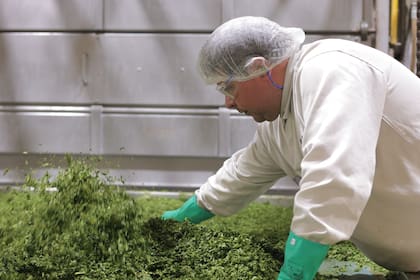 Espinacas en proceso de deshidratación en la planta de Unilever en Guaymallén