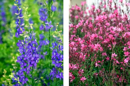 Espuelas de caballero y Gaura lindheimeri 'Siskiyou Pink'.