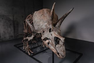Esqueleto de triceratops será subastado, indicio de que crece mercado de dinosaurios