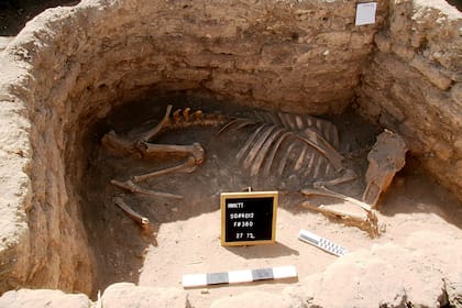Esqueleto de un animal desenterrado en la "Ciudad Dorada Perdida" en Luxor, Egipto
