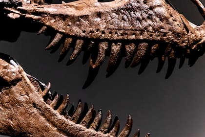 Esqueleto de un dinosaurio Gorgosaurus, el primero que se ofrece en una subasta por la casa Sotheby's, el martes 5 de julio de 2022 en Nueva York. (Foto AP/Julia Nikhinson)