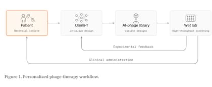 Esquema del proceso desarrollado por Radical Numerics: a partir de la bacteria aislada de un paciente, la inteligencia artificial Omnii‑1 diseña nuevos fagos, que luego se producen y evalúan en laboratorio antes de su eventual administración clínica