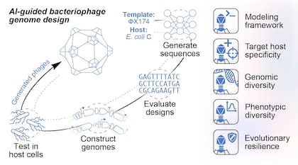 Esquema del proceso utilizado por los investigadores: la inteligencia artificial generó secuencias virales que luego fueron evaluadas y probadas en bacterias