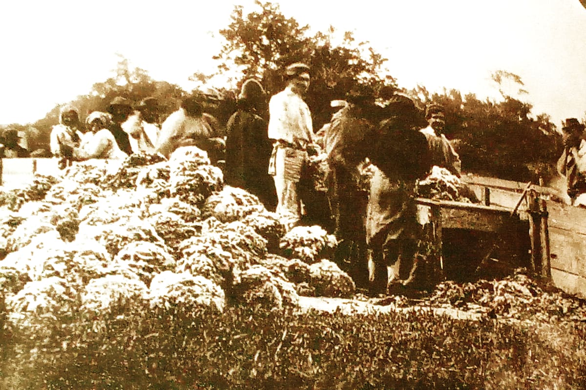 Esquila en la estancia Los Yngleses