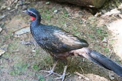 Esta ave resulta muy fácil de identificar por su bolsa gular rojiza y sus patas grisáceas