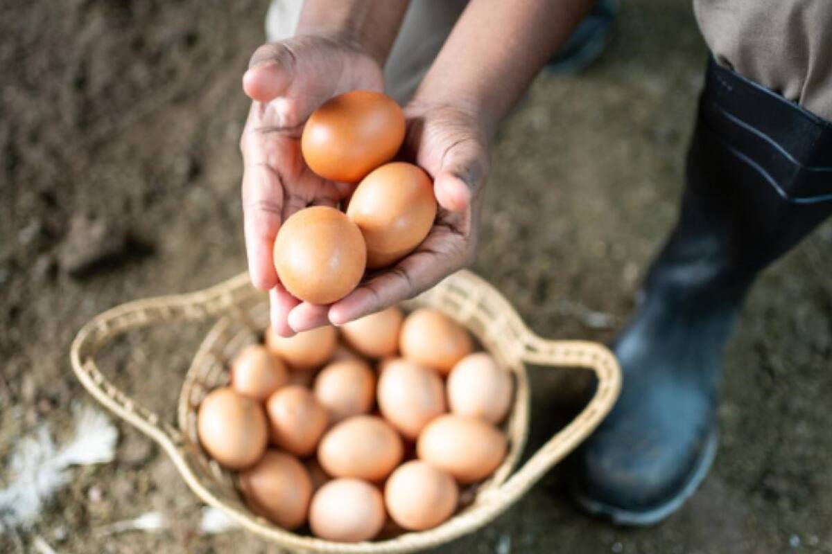 Esta bacteria se transmite habitualmente a través del huevo (Foto: iStock)