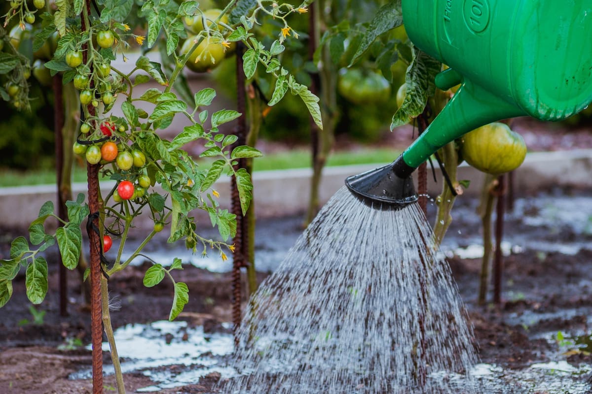 Esta bebida que se toma por las mañanas puede ser el secreto para un jardín frondoso
