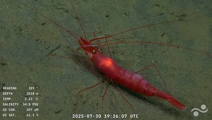 Esta campaña permitió mostrar a las criaturas que habitan a profundidades de casi 4000 metros (Foto: Captura YouTube Schmidt Ocean)