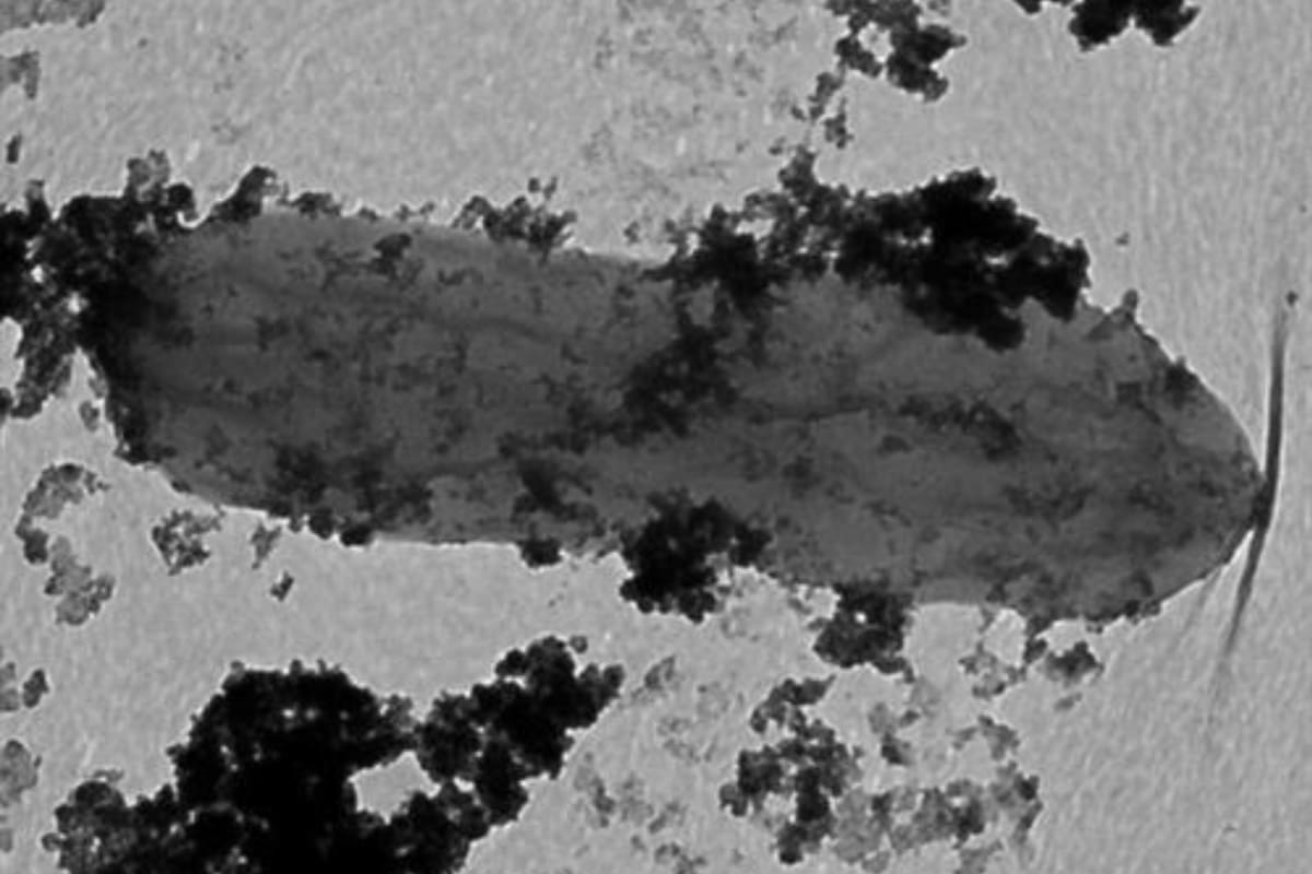 Esta célula de Geobacter, que se parece un poco a un maní gris en esta imagen de microscopio, está moteada con una capa oscura de minerales de cobalto que serían tóxicos para muchos organismos