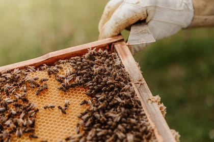 Esta cera se saca de los panales de abeja