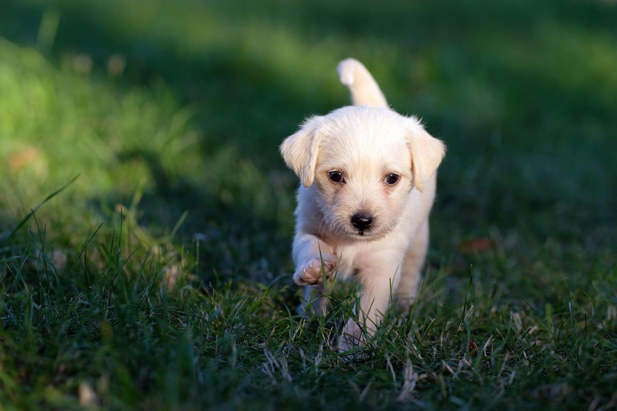 Esta conducta canina pudo haber nacido en el proceso de domesticación