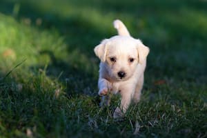Esta conducta canina pudo haber nacido en el proceso de domesticación