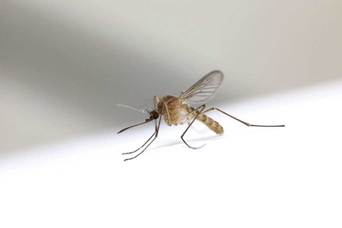 Esta encefalitis es una enfermedad causada por un virus que se transmite a través de la picadura de mosquitos infectados que actúan como vectores