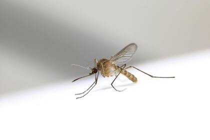 Esta encefalitis es una enfermedad causada por un virus que se transmite a través de la picadura de mosquitos infectados que actúan como vectores