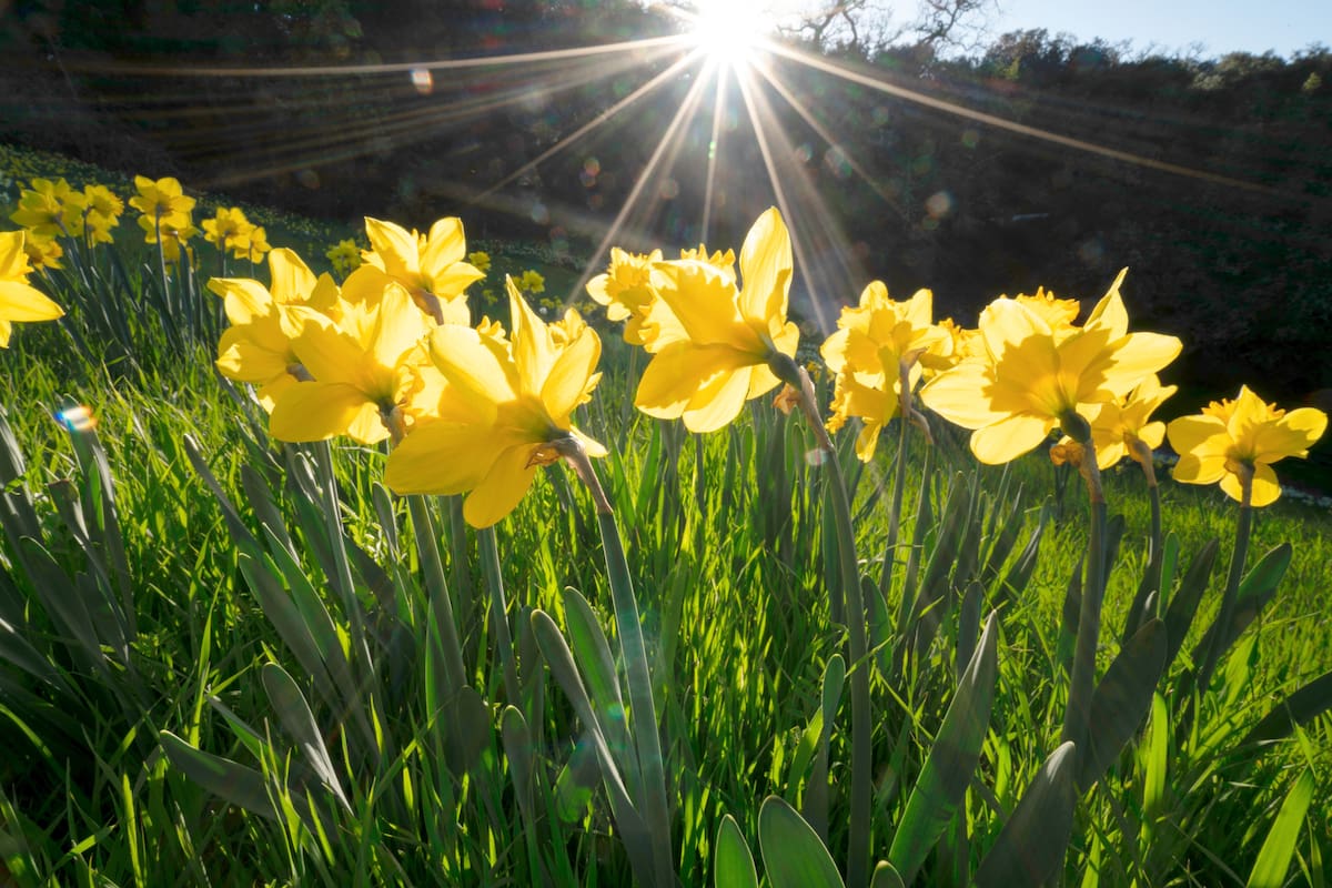 Esta época del año comienza oficialmente en California (y en todo el hemisferio norte) con el equinoccio de primavera