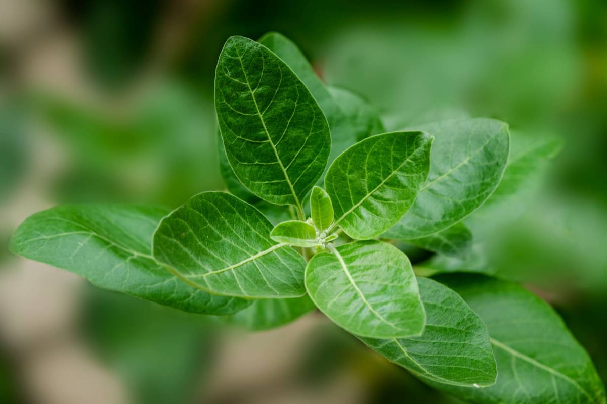 Esta es la planta milenaria que regula el cortisol y alivia el estrés crónico