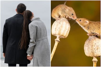 Esta es la posición de los humanos, entre los mamíferos, en el ranking de la monogamia