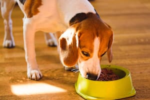 Esta es la razón por la cual tu perro devora la comida