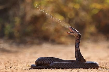 Esta es otra evidencia sólida para ilustrar que desafíos evolutivos similares a menudo generan las mismas soluciones