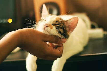 Esta es una de las principales formas de comunicación con sus congéneres y a través de este comportamiento transmiten información