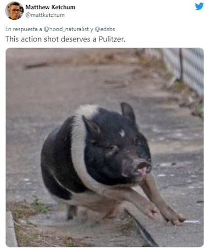 "Esta escena de acción merece un Pulitzer". Fuente: Twitter