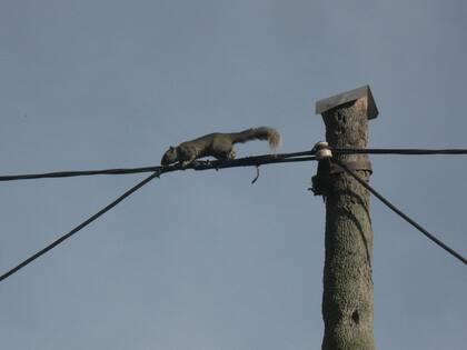 Esta especie afecta hoy a 11 municipios de tres provincias del país