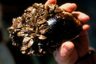 Alerta en Colorado: detectan una especie invasora “devastadora” en un río