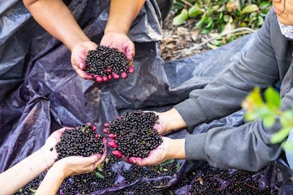 Esta especie de berry nativa tiene un profundo valor cultural y sagrado para los pueblos originarios de la región