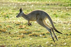 Esta especie de canguro treparía y se movería lentamente a través de los árboles, según afirmaron los científicos