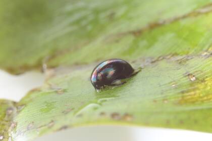 Esta especie de escarabajo utiliza sus patas para moverse a través el tracto digestivo hacia el respiradero de la rana y acelera su escape