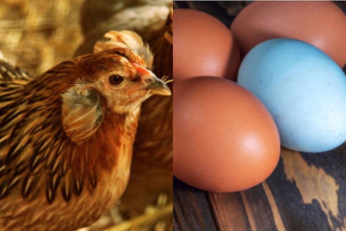 Esta especie de gallinas es una de las más raras del mundo (IStock)