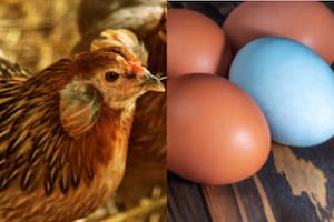 Esta especie de gallinas es una de las más raras del mundo (IStock)