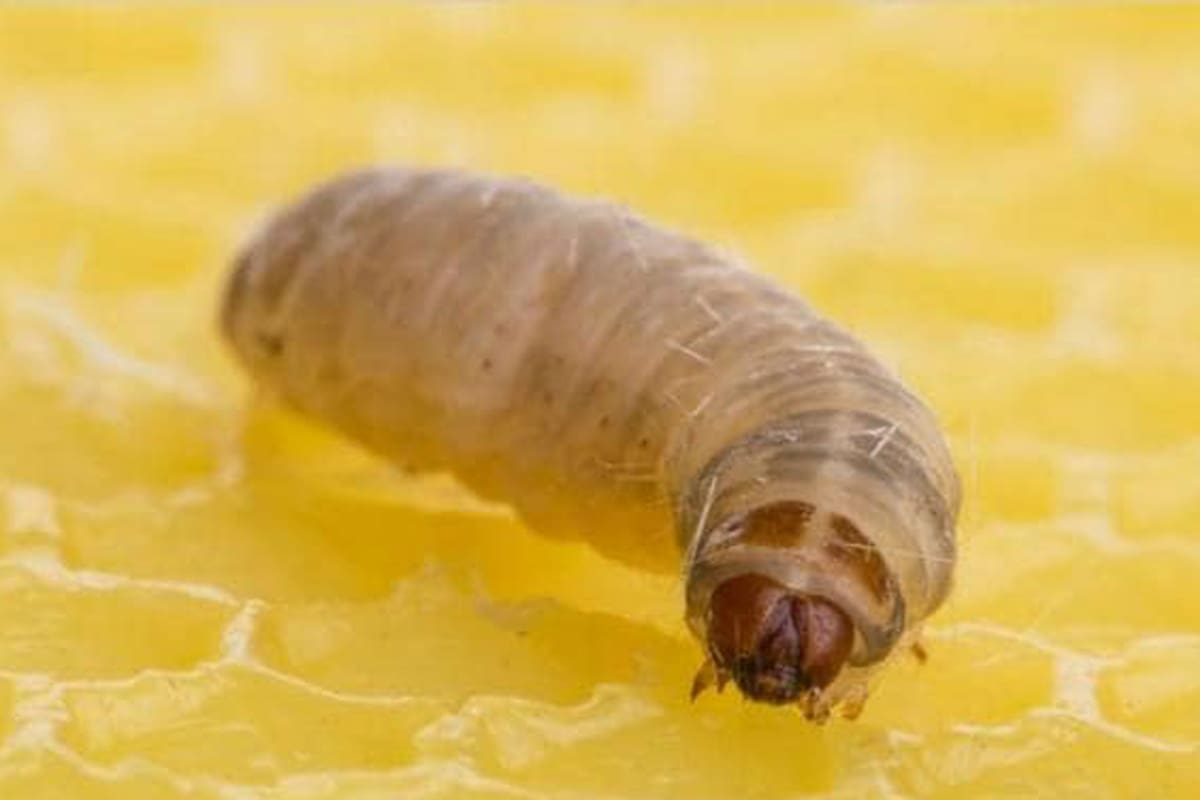 Esta especie de oruga fue presentada hoy en el centro de San Miguel de Tucumán