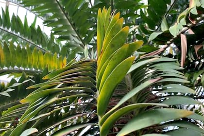 Esta especie de planta es anterior a la aparición de los dinosaurios