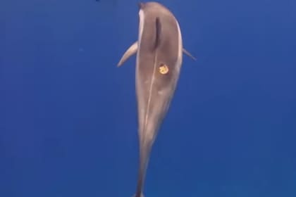 Esta especie de tiburón ataca a sus presas y les deja una marca como si alguien hubiera "apagado un cigarrillo" en su piel