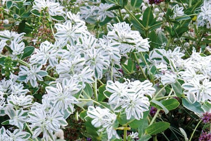 Esta especie es la Euphorbia marginata.