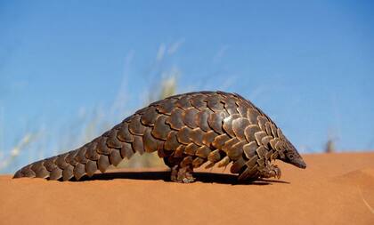 Esta especie es una de las más traficadas en todo el mundo (Foto: National Geographic)