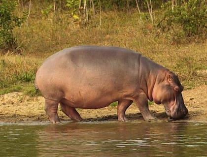 Esta especie, nativa de África, llegó a Colombia en la década de los 80