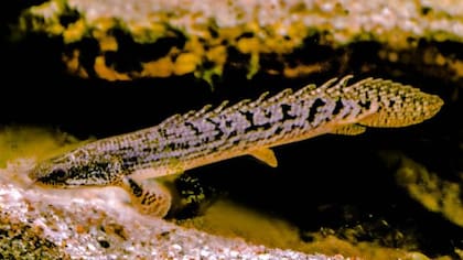 Esta especie no es nativa de Estados Unidos, pero ha llegado a muchos de los estados del país norteamericano
Foto: iStock