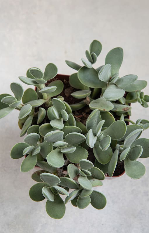 Esta especie se llama Crassula cotyledonis: De tallos de hasta 20 cm, hojas grises, flores color crema amarillento. Tolera intemperie sin heladas ni sol fuerte en verano.