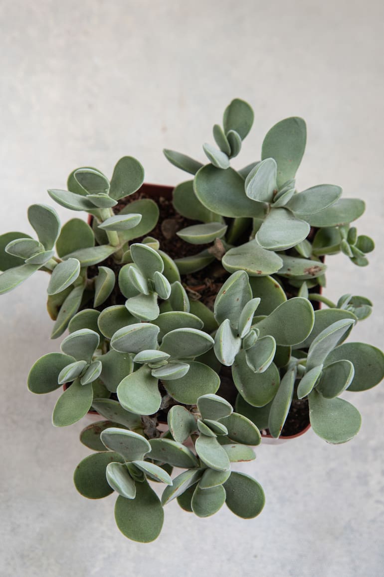 Esta especie se llama Crassula cotyledonis: De tallos de hasta 20 cm, hojas grises, flores color crema amarillento. Tolera intemperie sin heladas ni sol fuerte en verano.