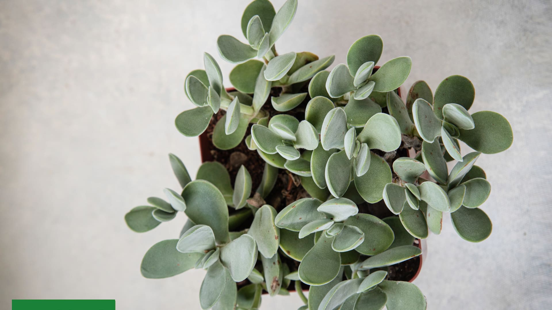 Esta especie se llama Crassula cotyledonis: De tallos de hasta 20 cm, hojas grises, flores color crema amarillento. Tolera intemperie sin heladas ni sol fuerte en verano.