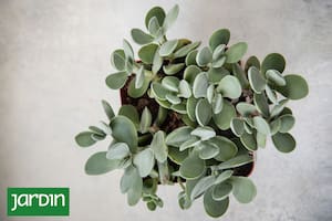 Esta especie se llama Crassula cotyledonis: De tallos de hasta 20 cm, hojas grises, flores color crema amarillento. Tolera intemperie sin heladas ni sol fuerte en verano.