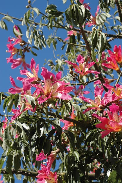 Un híbrido interespecífico con flores blanquecinas (color de pétalos heredado de Ceiba insignis) y corona de estaminodios rojos en la base, como la Ceiba speciosa.