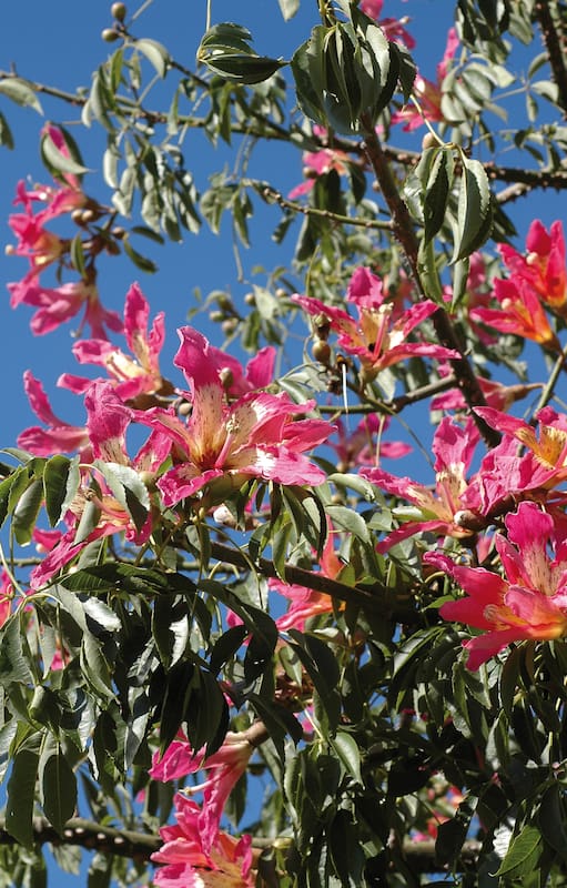 Esta especie tiene las flores rosas de cinco pétalos y su néctar atrae a colibríes y mariposas monarca.