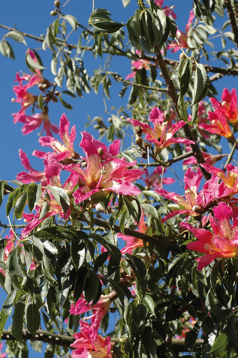 Esta especie tiene las flores rosas de cinco pétalos y su néctar atrae a colibríes y mariposas monarca.