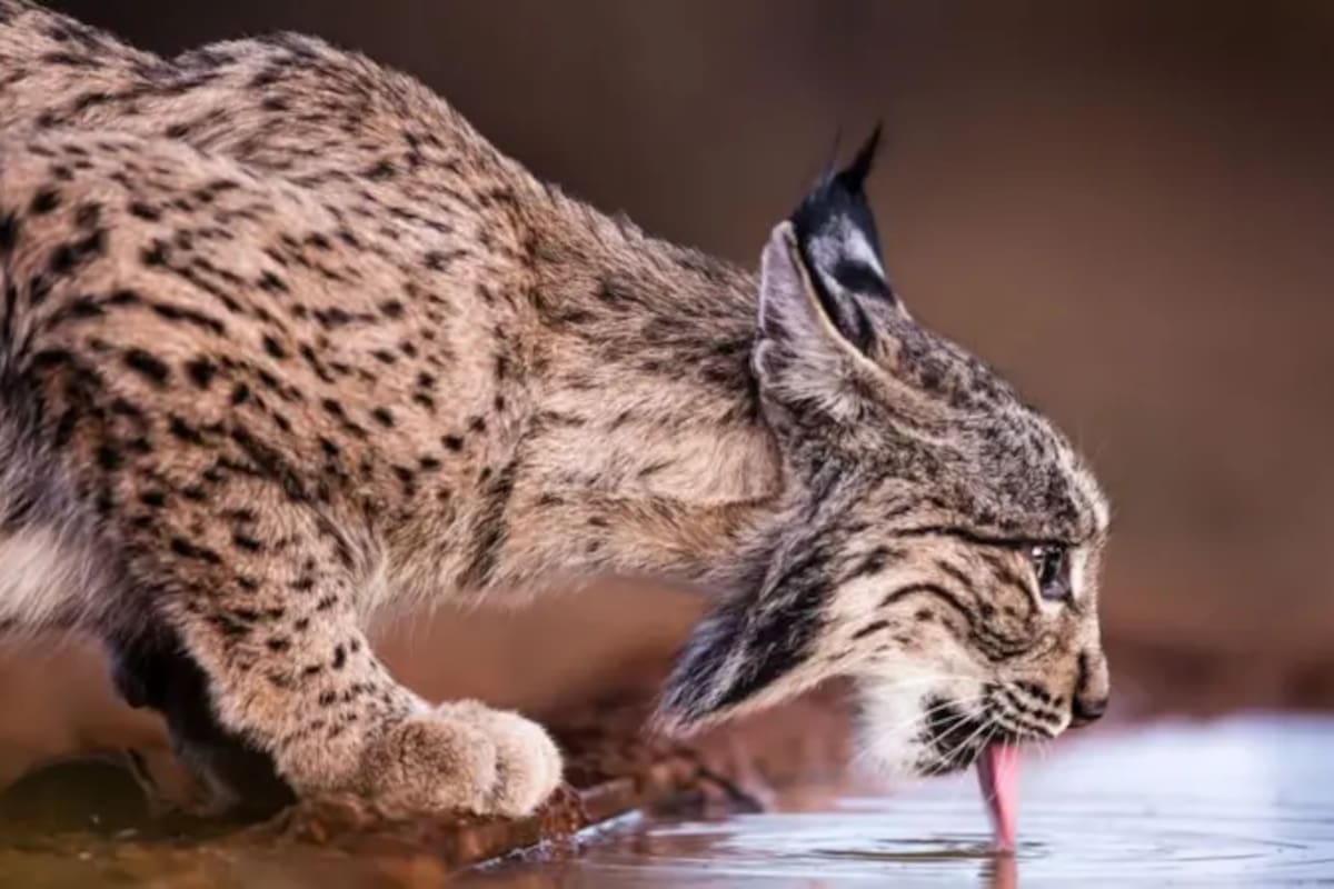 Esta especie tiene su hogar en España y Portugal